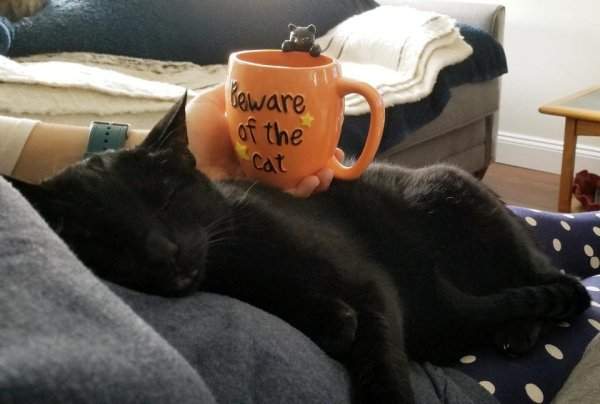 Осторожно, не разбудите чёрного кота!