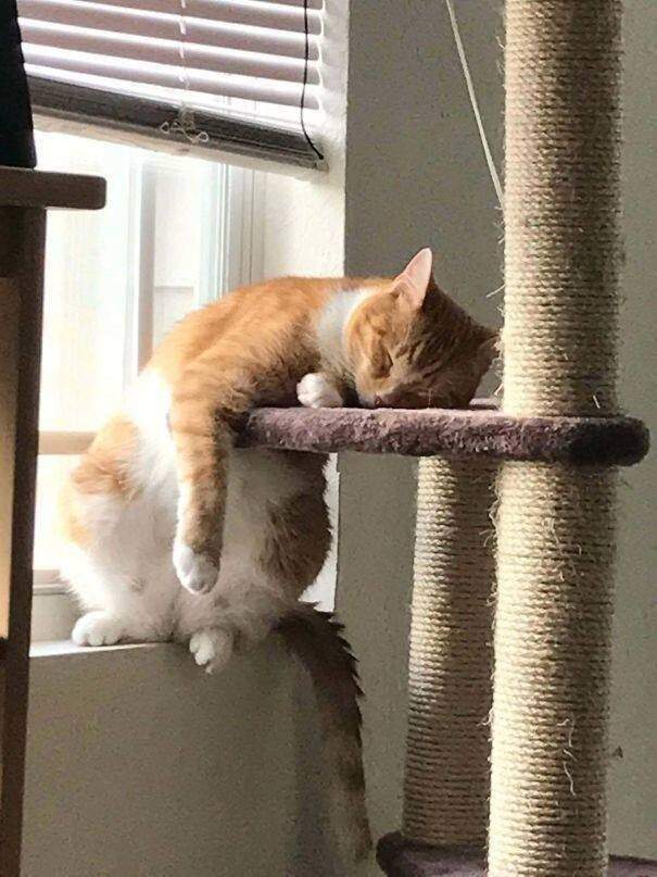 Коты могут спать везде, где хотят
