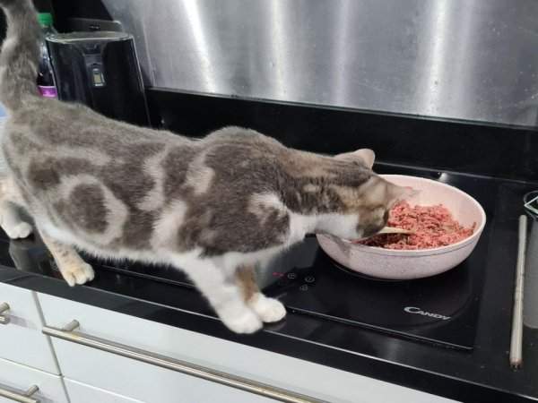 Отвернуться от плиты во время готовки, когда вы живёте в одном доме с котом — непростительная ошибка
