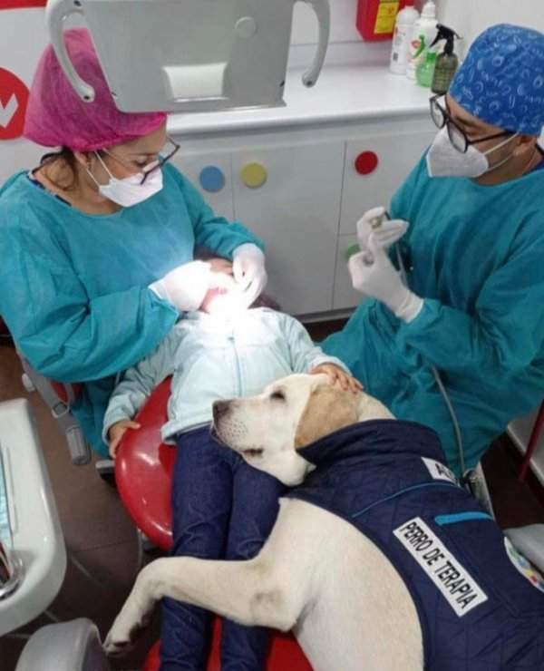 Собака-терапевт работает в стоматологическом кабинете