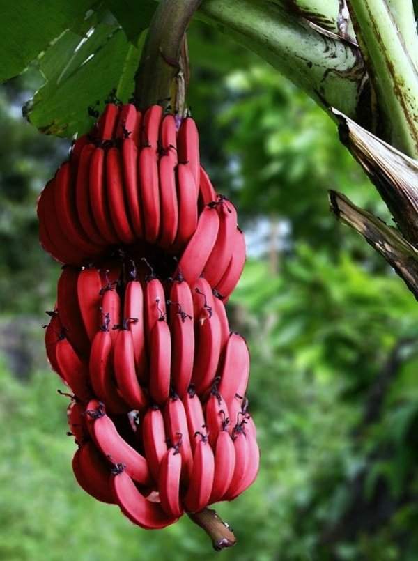 Такой разнообразный банановый мир