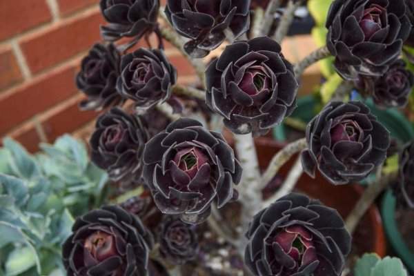 Эониум древовидный похож на чёрную розу