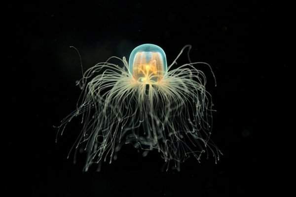Бессмертная медуза Turritopsis Dohrnii