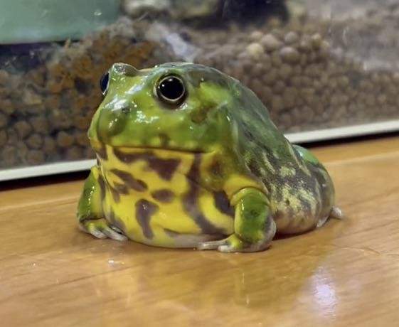 О, нет! Это гипно-жаба?