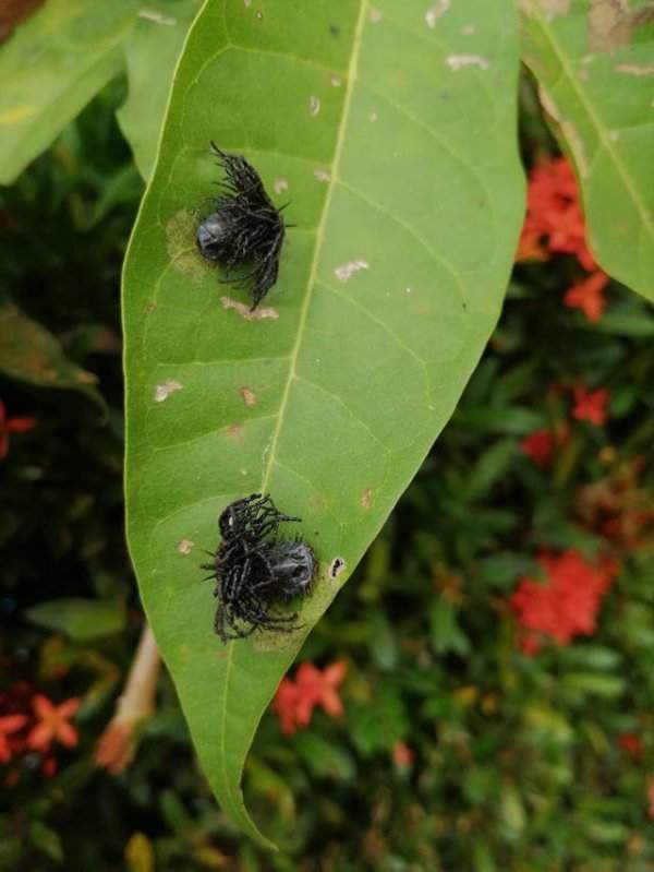 Как называется этот жук? Найден среди зелени в Кепосе, Коста-Рика