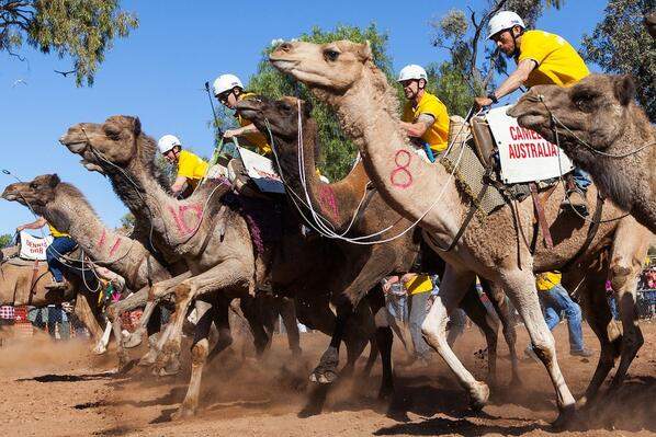 Lasseters Camel Cup. Верблюжьи гонки в Австралии