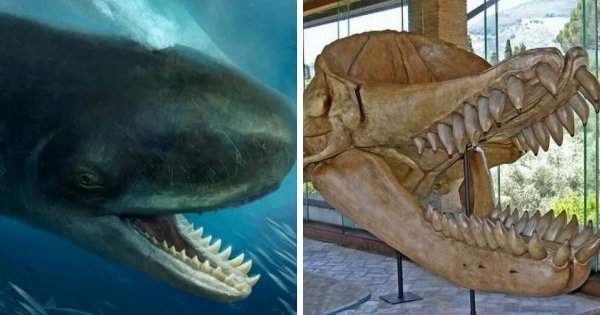 "Доисторические монстры": подборка впечатляющих останков давно вымерших существ