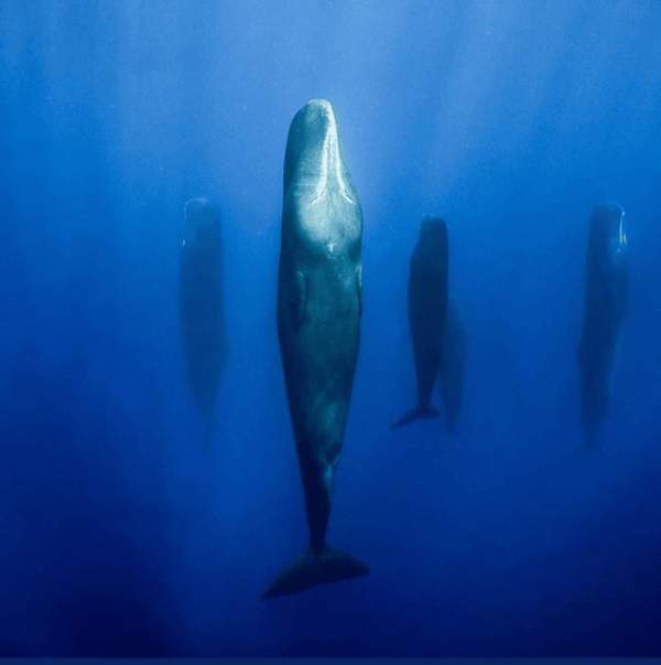 Так выглядят киты, когда спят рядом друг с другом