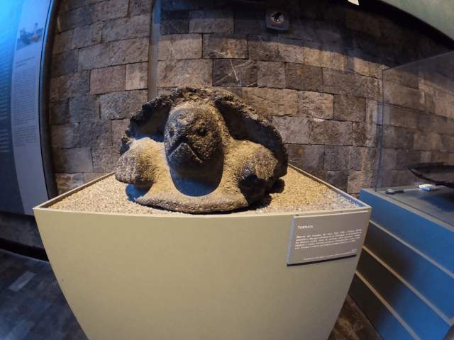 Недовольная ацтекская черепаха