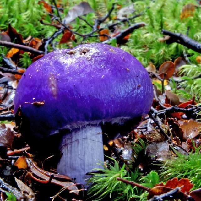 Пурпурный мешковидный гриб