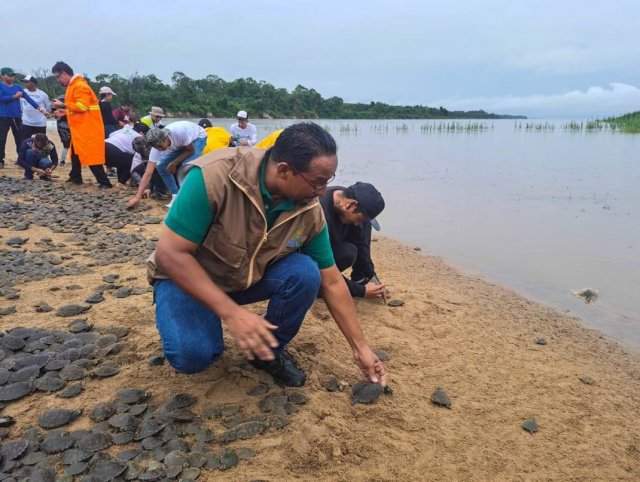 Экологи из Венесуэлы выпустили в дикую природу 20 тысяч исчезающих черепах Аррау