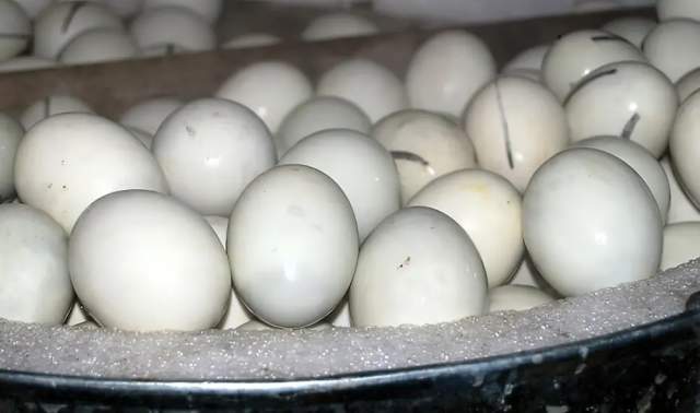 Балут. Оплодотворенный развивающийся зародыш яйца, который инкубируют в течение 2-3 недель, а затем варят или готовят на пару и едят из скорлупы
