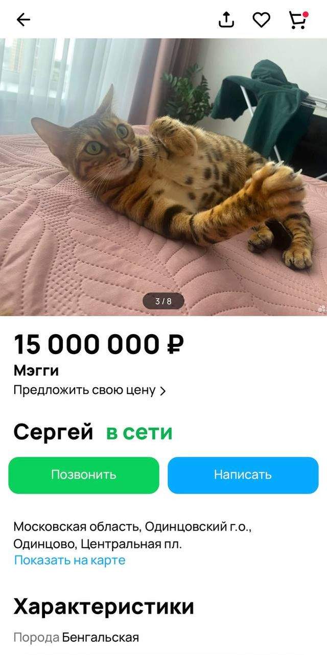 В Подмосковье продают бенгальскую кошку за 15 миллионов рублей