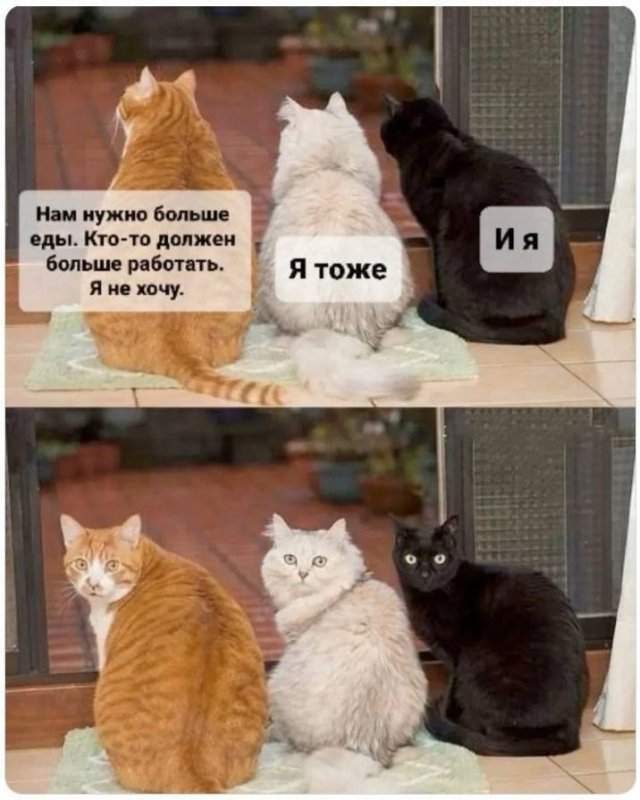 Шутки и мемы, понятные тем, у кого есть коты