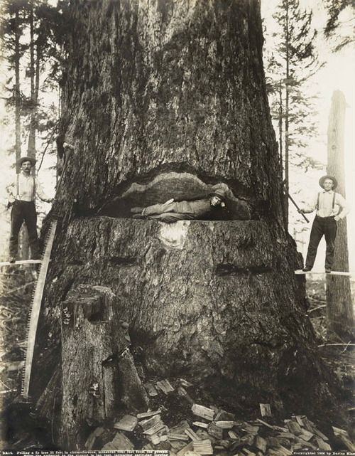 Самые большие деревья