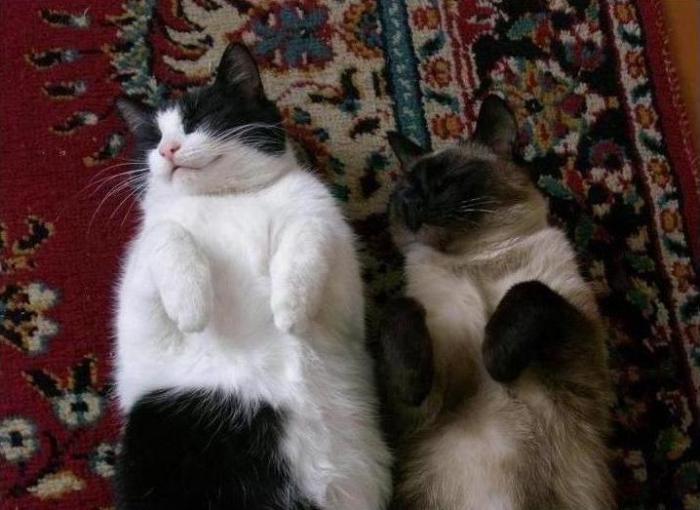 Коты и кошки с характером, фото