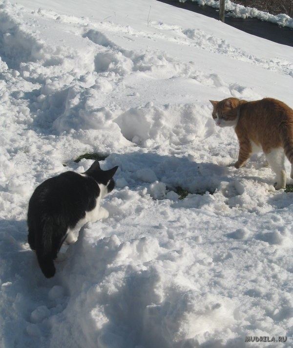 Кошки в снегу красивые фото