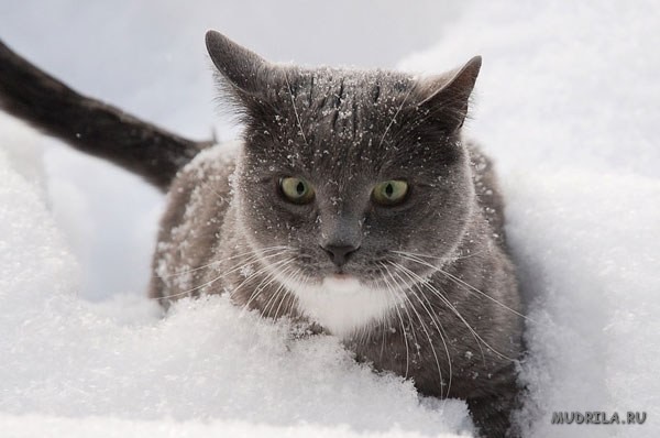 Кошки в снегу красивые фото