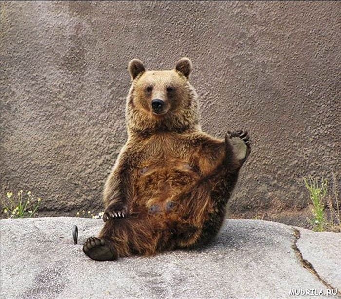 Йога для медведей