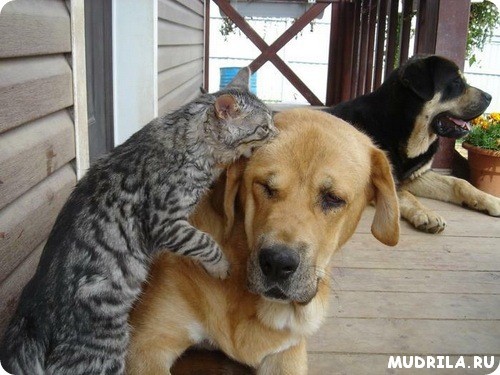 Как подружить кошку с собакой