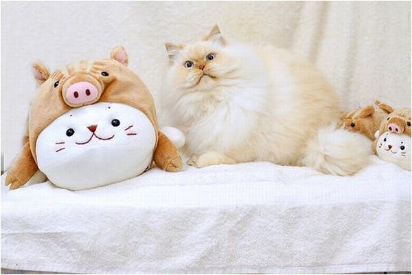 Фото животных, забавный пушистый смешной кот