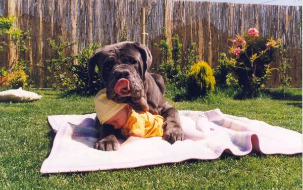 Малыш и большая собака