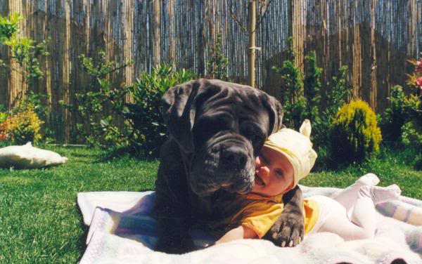 Малыш и большая собака