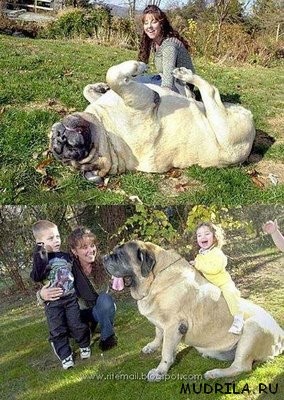 Самые большие собаки в мире