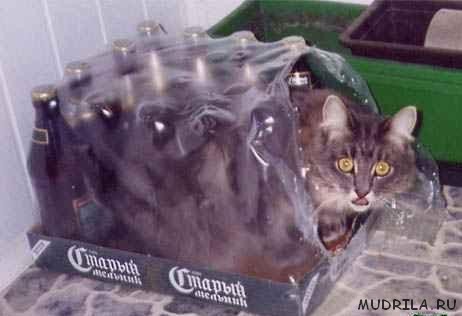 Кот, облакавшийся пивом Старый мельник, фото