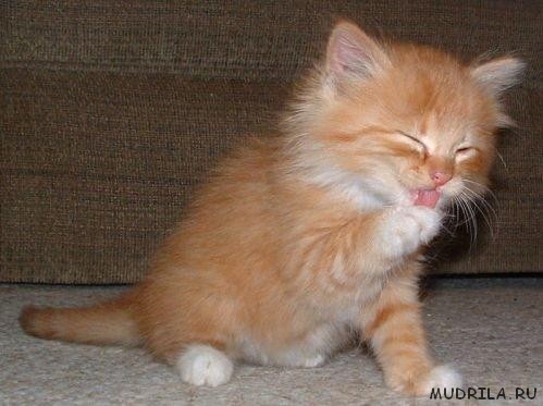 Забавный рыжий котенок лижет лапку, фото