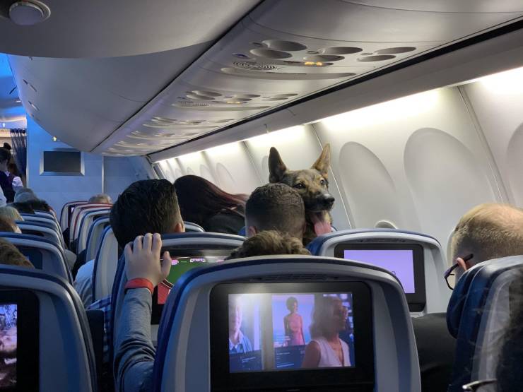Собака овчарка в самолете