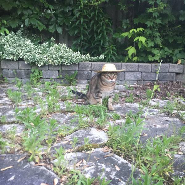 Кот в шляпе