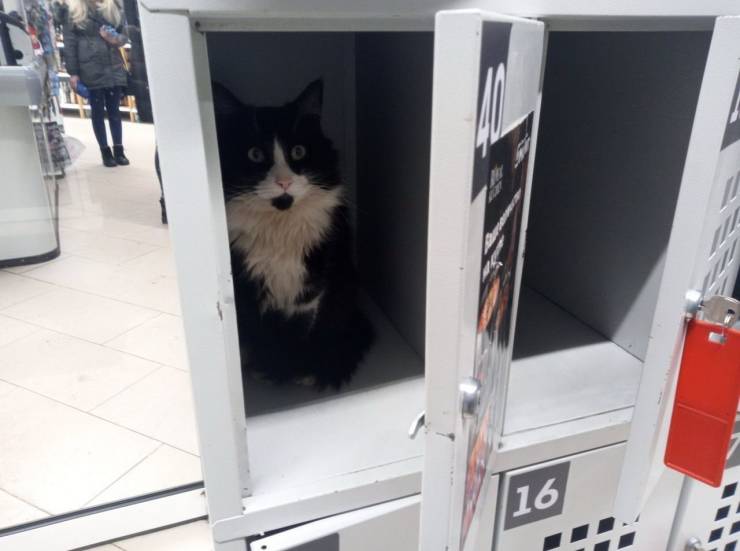 Кот в камере хранения в магазине