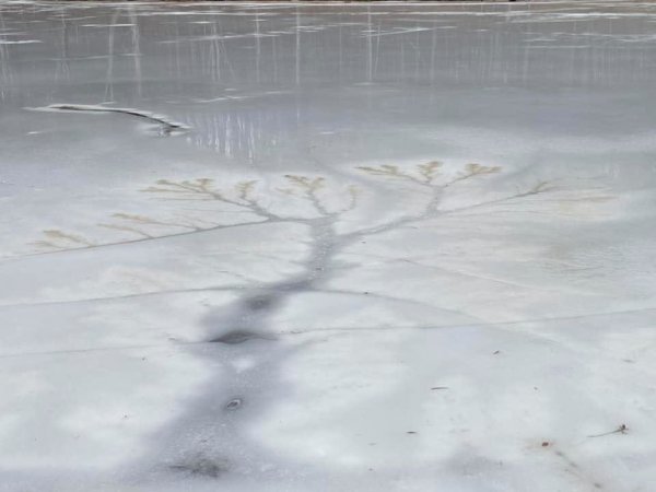 След дерева на льду