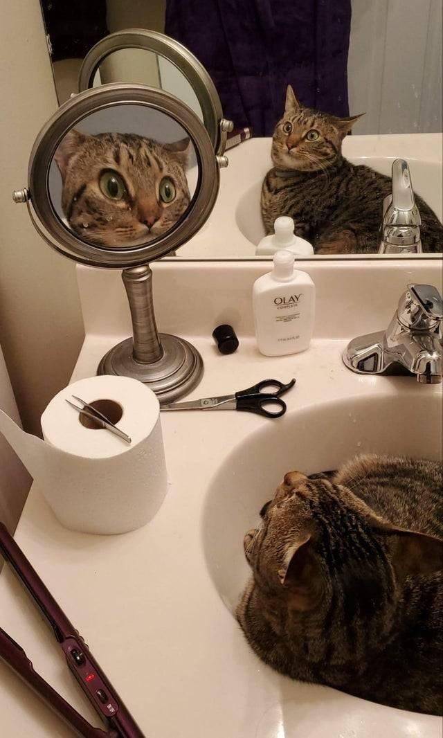 Кот смотрит в зеркало