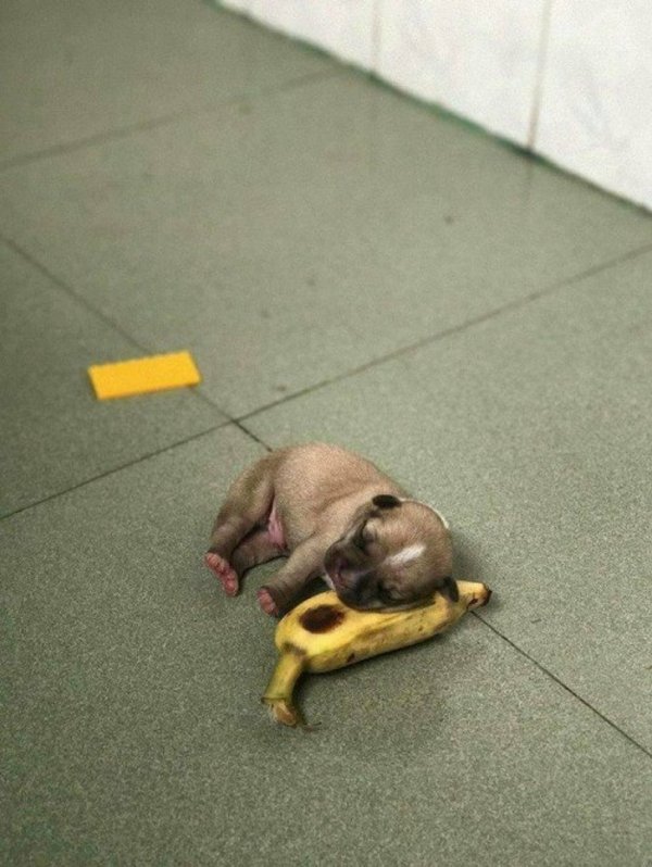 Щенок спит на банане
