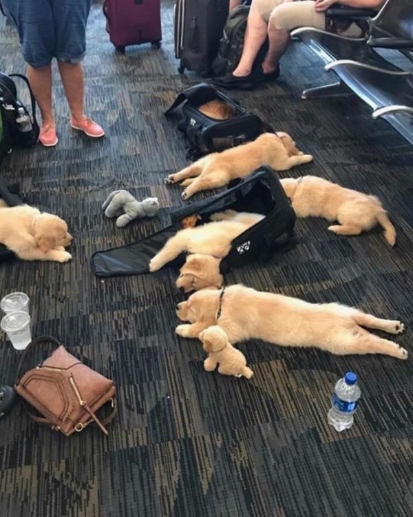 Собаки спят в аэропорту