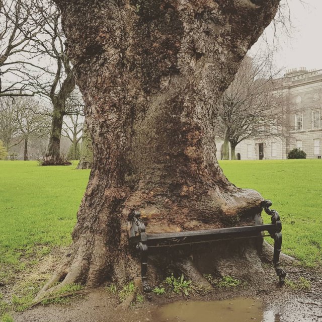 Голодное дерево в Ирландии
