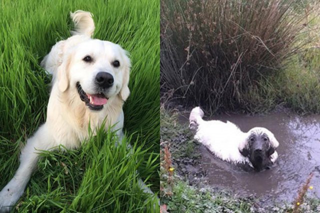 Собаки измазались в грязи