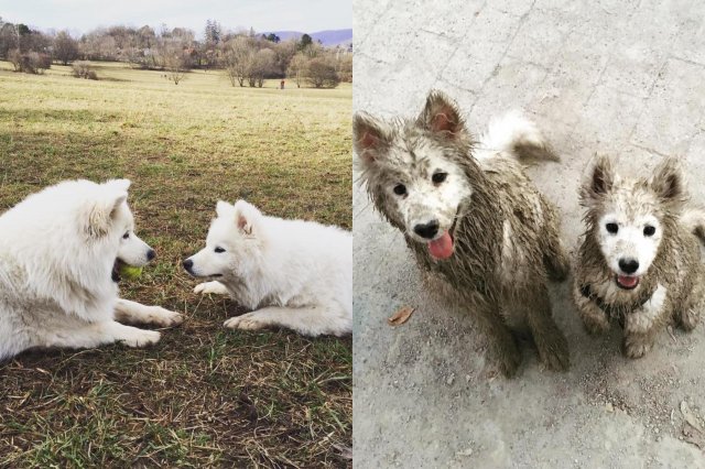 Собаки измазались в грязи