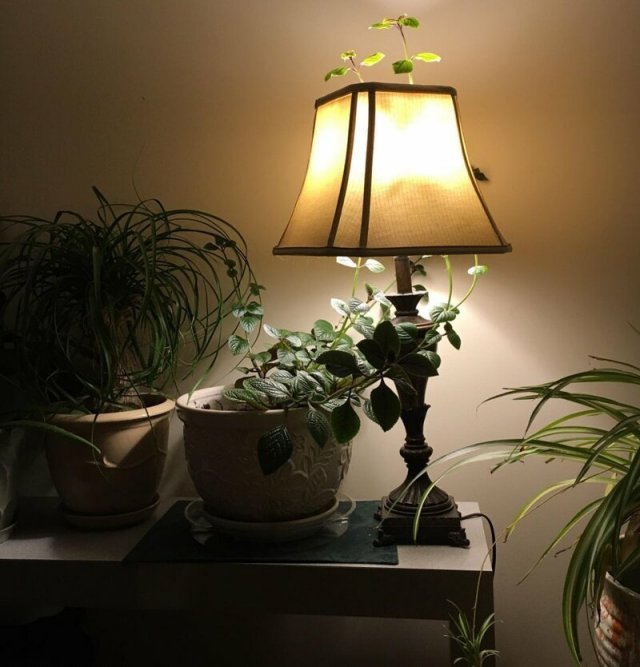 Растение проросло через лампу