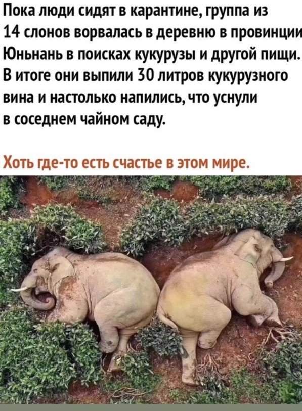 Шутки в Сети