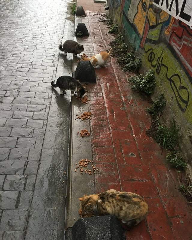 Коты на улицах Стамбула