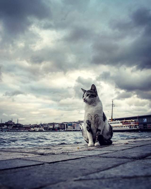 Коты на улицах Стамбула