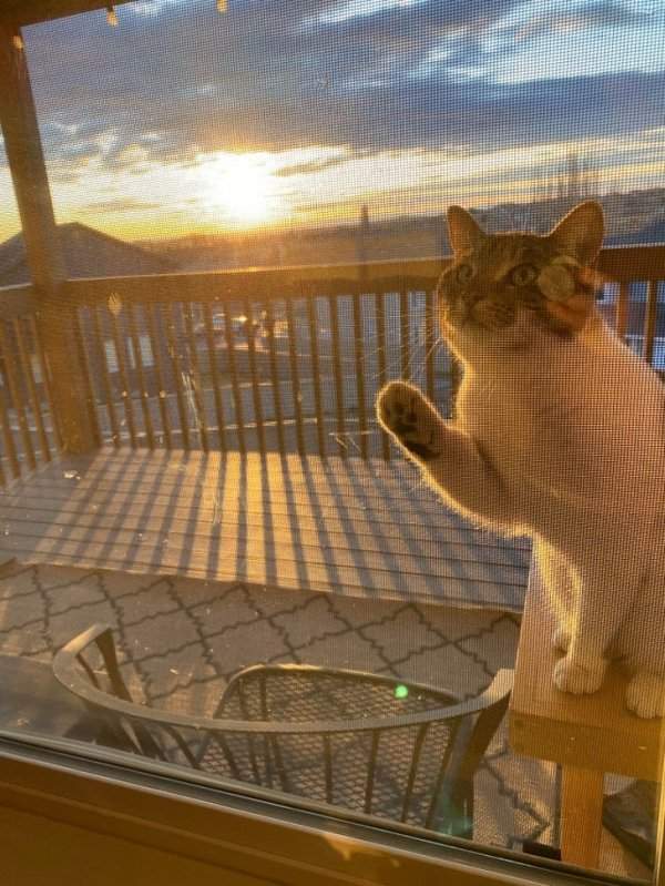 Котики тоже любят встречать рассвет