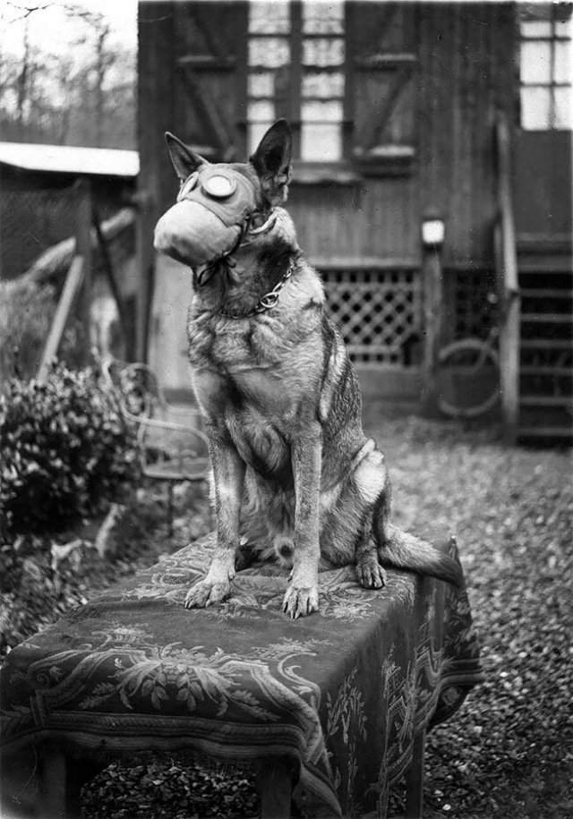 Собаки в противогазах во времена Первой Мировой войны
