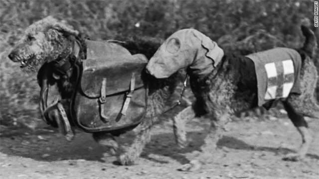 Собаки в противогазах во времена Первой Мировой войны