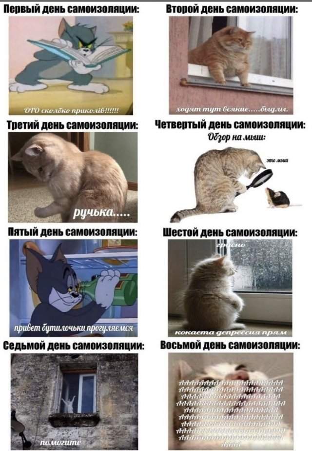 Мемы в Сети