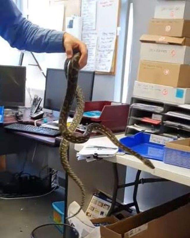 Змея в руках