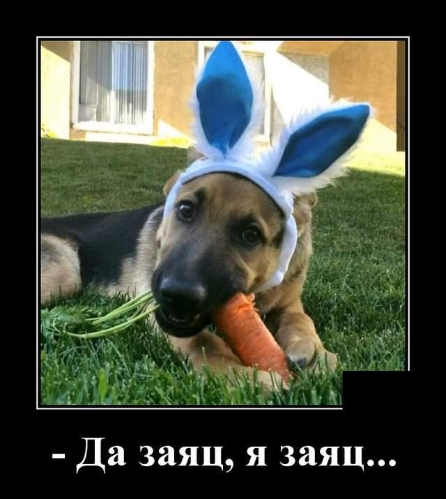 Демотиватор про собаку с ушами зайца